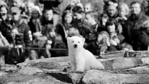Knut. Foto: Reuters