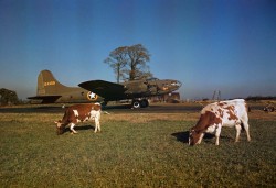 GB. 1942. Cows grazing in front of a bomber at a Royal Air Force base.